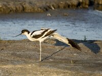 Recurvirostra avosetta 104, Kluut, adult, Saxifraga-Theo Verstrael