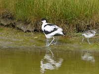 Recurvirostra avosetta 2, Kluut, Saxifraga-Piet Munsterman