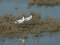 Recurvirostra avosetta 21, Kluut, Saxifraga-Jan van der Straaten