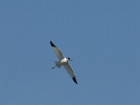 Recurvirostra avosetta 24, Kluut, Saxifraga-Jan van der Straaten