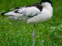 Pied avocet is sleeping on one leg  Pied avocet is sleeping on one leg : Pied, Recurvirostra, avocet, avosetta, beak, bird, black, curved, grass, green, leg, long, one, paddle, resting, sleeping, water, white, wildlife