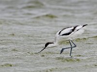 Recurvirostra avosetta 37, Kluut, Saxifraga-Rik Kruit