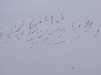 Recurvirostra avosetta 46, Kluut, Saxifraga-Mark Zekhuis