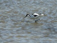 Recurvirostra avosetta 5, Kluut, Saxifraga-Jan van der Straaten