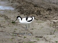 Recurvirostra avosetta 61, Kluut, Saxifraga-Henk Baptist