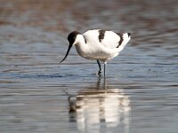 Recurvirostra avosetta 67, Kluut, Saxifraga-Bart Vastenhouw