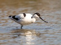 Recurvirostra avosetta 69, Kluut, Saxifraga-Bart Vastenhouw