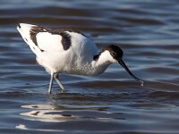 Recurvirostra avosetta 72, Kluut, Saxifraga-Bart Vastenhouw