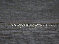 Recurvirostra avosetta 79, Kluut, Saxifraga-Peter Meininger