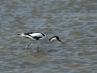 Recurvirostra avosetta 9, Kluut, Saxifraga-Jan van der Straaten