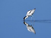 Recurvirostra avosetta 91, Kluut, Saxifraga-Tom Heijnen