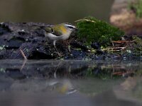 Regulus ignicapillus 12, Vuurgoudhaan, Saxifraga-Luc Hoogenstein : Kalmthoutse hei, Nederland, vogel