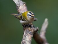 Regulus ignicapillus 13, Vuurgoudhaan, Saxifraga-Luc Hoogenstein : Kalmthoutse hei, Nederland, vogel