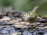 Regulus regulus 107, Goudhaan, adult, Saxifraga-Theo Verstrael