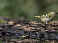 Regulus regulus 112, Goudhaan, adult, Saxifraga-Theo Verstrael