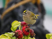 Regulus regulus 12, Goudhaan, Saxifraga-Bart Vastenhouw