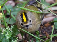 Regulus regulus 13, Goudhaan, Saxifraga-Bart Vastenhouw