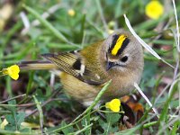 Regulus regulus 16, Goudhaan, Saxifraga-Bart Vastenhouw