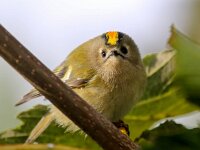 Regulus regulus 22, Goudhaan, Saxifraga-Bart Vastenhouw