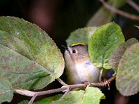Regulus regulus 26, Goudhaan, Saxifraga-Bart Vastenhouw