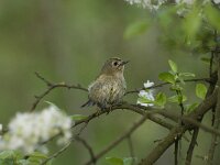 Regulus regulus 3, Goudhaan, Saxifraga-Willem van Kruijsbergen