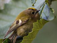 Regulus regulus 31, Goudhaan, Saxifraga-Bart Vastenhouw