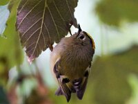 Regulus regulus 36, Goudhaan, Saxifraga-Bart Vastenhouw