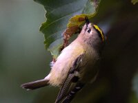 Regulus regulus 39, Goudhaan, Saxifraga-Bart Vastenhouw