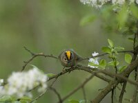 Regulus regulus 4, Goudhaan, Saxifraga-Willem van Kruijsbergen