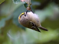 Regulus regulus 42, Goudhaan, Saxifraga-Bart Vastenhouw