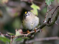 Regulus regulus 43, Goudhaan, Saxifraga-Bart Vastenhouw