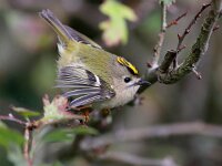 Regulus regulus 45, Goudhaan, Saxifraga-Bart Vastenhouw