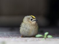 Regulus regulus 49, Goudhaan, Saxifraga-Dirk Hilbers