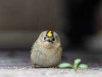 Regulus regulus 51, Goudhaan, Saxifraga-Dirk Hilbers