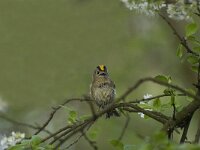 Regulus regulus 6, Goudhaan, Saxifraga-Willem van Kruijsbergen