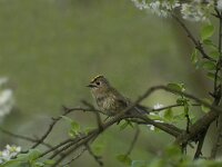 Regulus regulus 7, Goudhaan, Saxifraga-Willem van Kruijsbergen