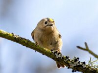Regulus regulus 99, Goudhaan, Saxifraga-Bart Vastenhouw
