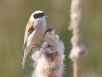 Remiz pendulinus 3, Buidelmees, Saxifraga-Peter Meininger