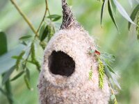 Remiz pendulinus 4, Buidelmees, Saxifraga-Bart Vastenhouw