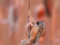 Remiz pendulinus 5, Buidelmees, Saxifraga-Bart Vastenhouw