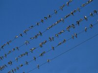 Riparia riparia 12, Oeverzwaluw, Saxifraga-Jan van der Straaten