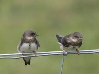 Riparia riparia 8, Oeverzwaluw, juvenile, Saxifraga-Piet Munsterman