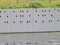 Riparia riparia 87, Oeverzwaluw, Saxifraga-Tom Heijnen