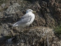 Rissa tridactyla 102, Drieteenmeeuw, Saxifraga-Willem van Kruijsbergen