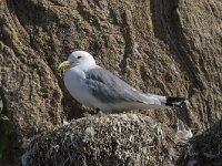 Rissa tridactyla 105, Drieteenmeeuw, Saxifraga-Willem van Kruijsbergen