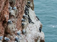 Rissa tridactyla 107, Drieteenmeeuw, adult, Saxifraga-Theo Verstrael