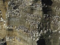 Rissa tridactyla 11, Drieteenmeeuw, Saxifraga-Rob Felix : Animalia, Aves, Chordata, animal, bird, dier, dieren, gewervelde dieren, vertebraat, vertebrate, vogel, vogels