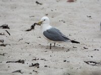 Rissa tridactyla 111, Drieteenmeeuw, adult, Saxifraga-Theo Verstrael