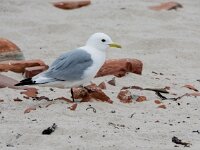 Rissa tridactyla 112, Drieteenmeeuw, adult, Saxifraga-Theo Verstrael