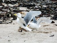 Rissa tridactyla 114, Drieteenmeeuw, adult, Saxifraga-Theo Verstrael